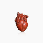 Anatomical Heart Vase