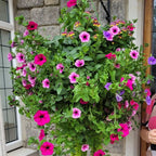 Artificial Morning Glory Hanging Flowers