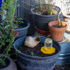 Bee Waterer | Ultra-Flat Channels & Landing Zones | Fits Standard Mason Jars