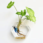 Wall Vase | Clear Borosilicate Glass | Eight Assorted Shapes