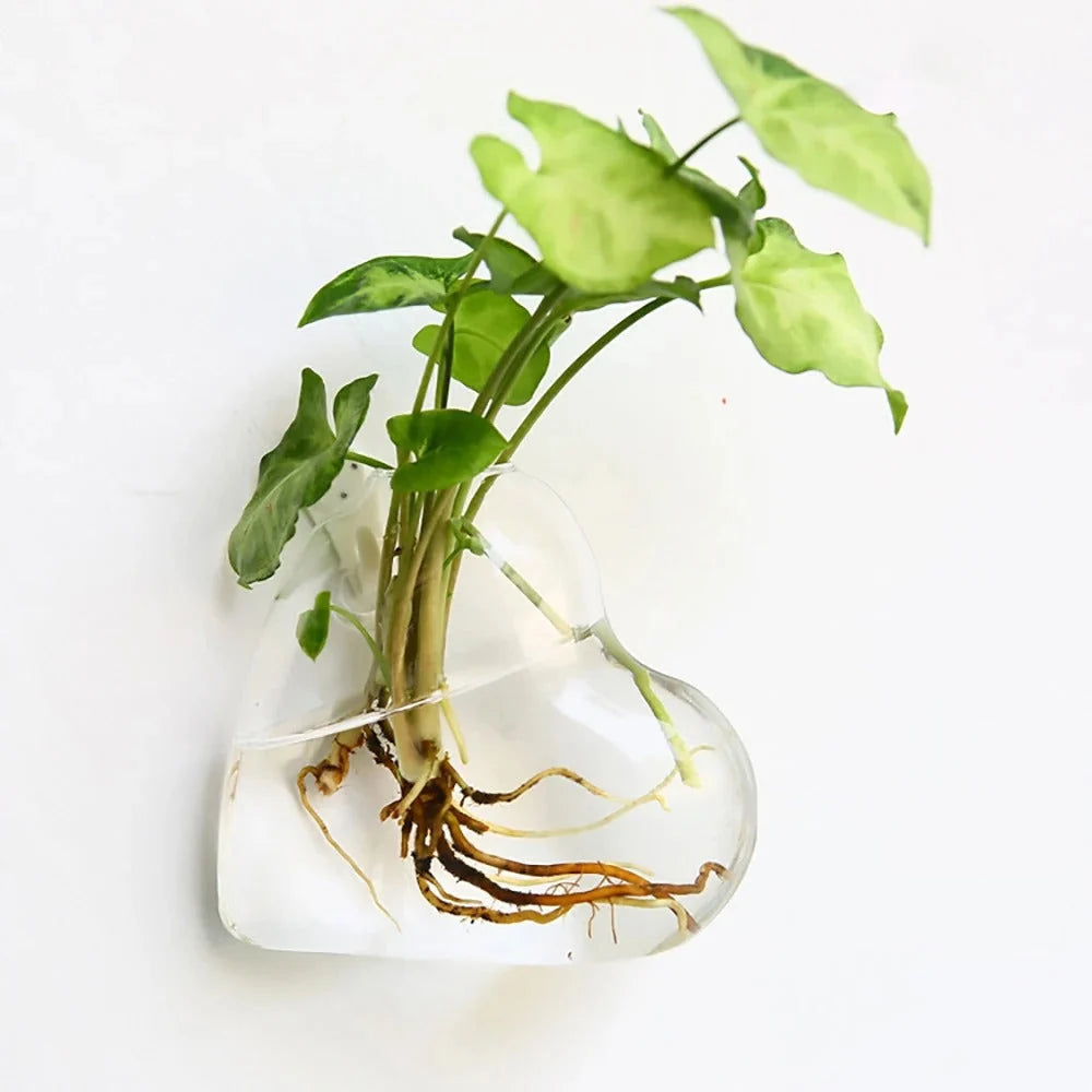 Wall Vase | Clear Borosilicate Glass | Eight Assorted Shapes