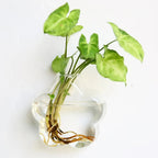 Wall Vase | Clear Borosilicate Glass | Eight Assorted Shapes