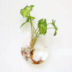 Wall Vase | Clear Borosilicate Glass | Eight Assorted Shapes