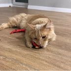 Cat Toy | Smart Sensing Slithering Motion & USB Rechargeable