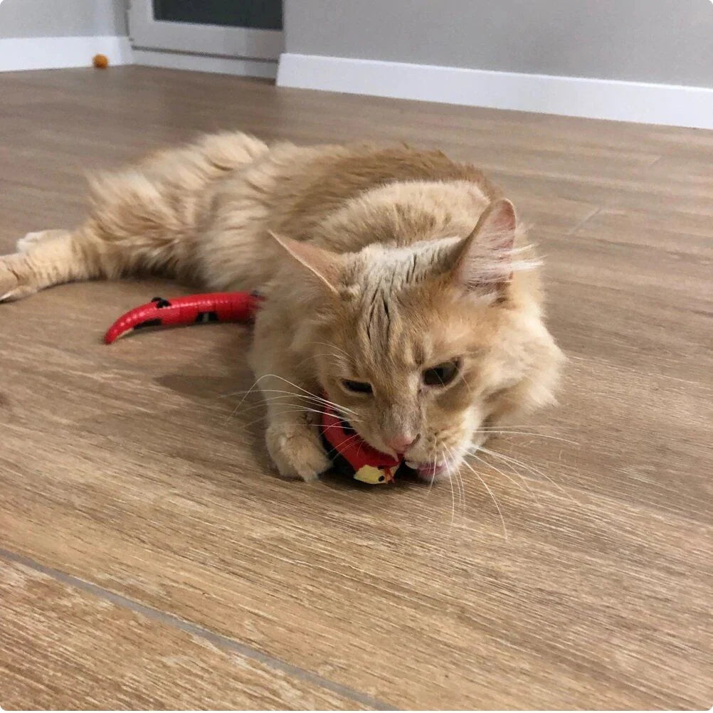 Cat Toy | Smart Sensing Slithering Motion & USB Rechargeable