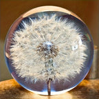 Decorative Crystal Ball | Real Dandelion Resin & Crystal Effect | 7 cm Diameter