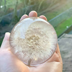 Decorative Crystal Ball | Real Dandelion Resin & Crystal Effect | 7 cm Diameter