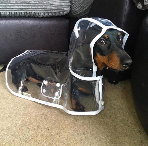 Dog Rain Jacket | Transparent Waterproof & Windproof | Adjustable Belly Strap
