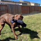 Dog Toy | Chew-Resistant Nylon & Squeaker | Machine-Washable