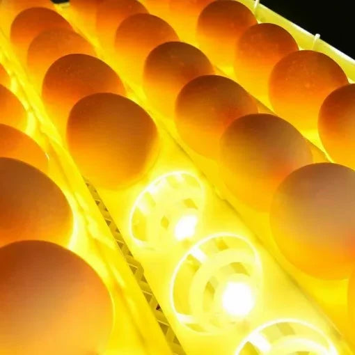Egg Incubator | Automatic Egg Turning & Temperature Control | 24-Egg Capacity