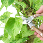 Garden Pruning Shears | Slim Stainless Steel Blades & Ergonomic Wooden Handle