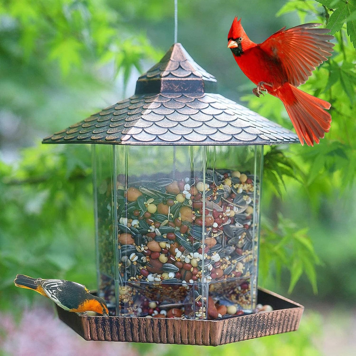 Hanging Bird Feeder | Weatherproof Roof & Transparent Body | 1.18 kg Capacity
