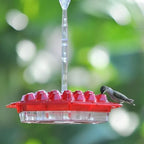Hummingbird Feeder | Bee-Resistant Multiple Ports & Perch