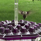 Hummingbird Feeder | Bee-Resistant Multiple Ports & Perch