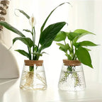 Hydroponic Plant Vase | Clear Glass & Cork Accents | 400 ml Capacity