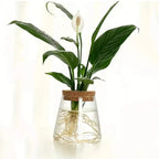 Hydroponic Plant Vase | Clear Glass & Cork Accents | 400 ml Capacity