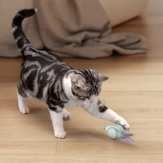 Interactive Cat Toy | Obstacle-Avoiding & Self-Righting