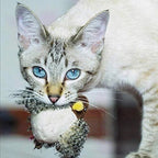 Interactive Cat Toy | Realistic Chirping & Movement