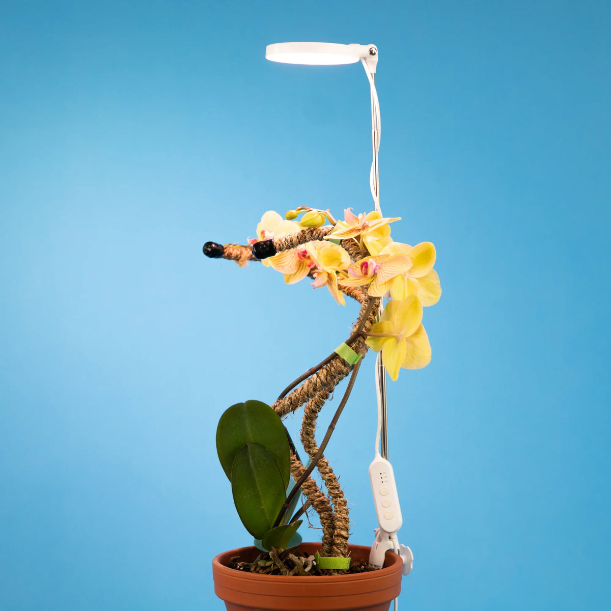 LED Grow Light | Adjustable Full-Spectrum & Dimmable | Automatic Timer