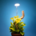 LED Grow Light | Adjustable Full-Spectrum & Dimmable | Automatic Timer