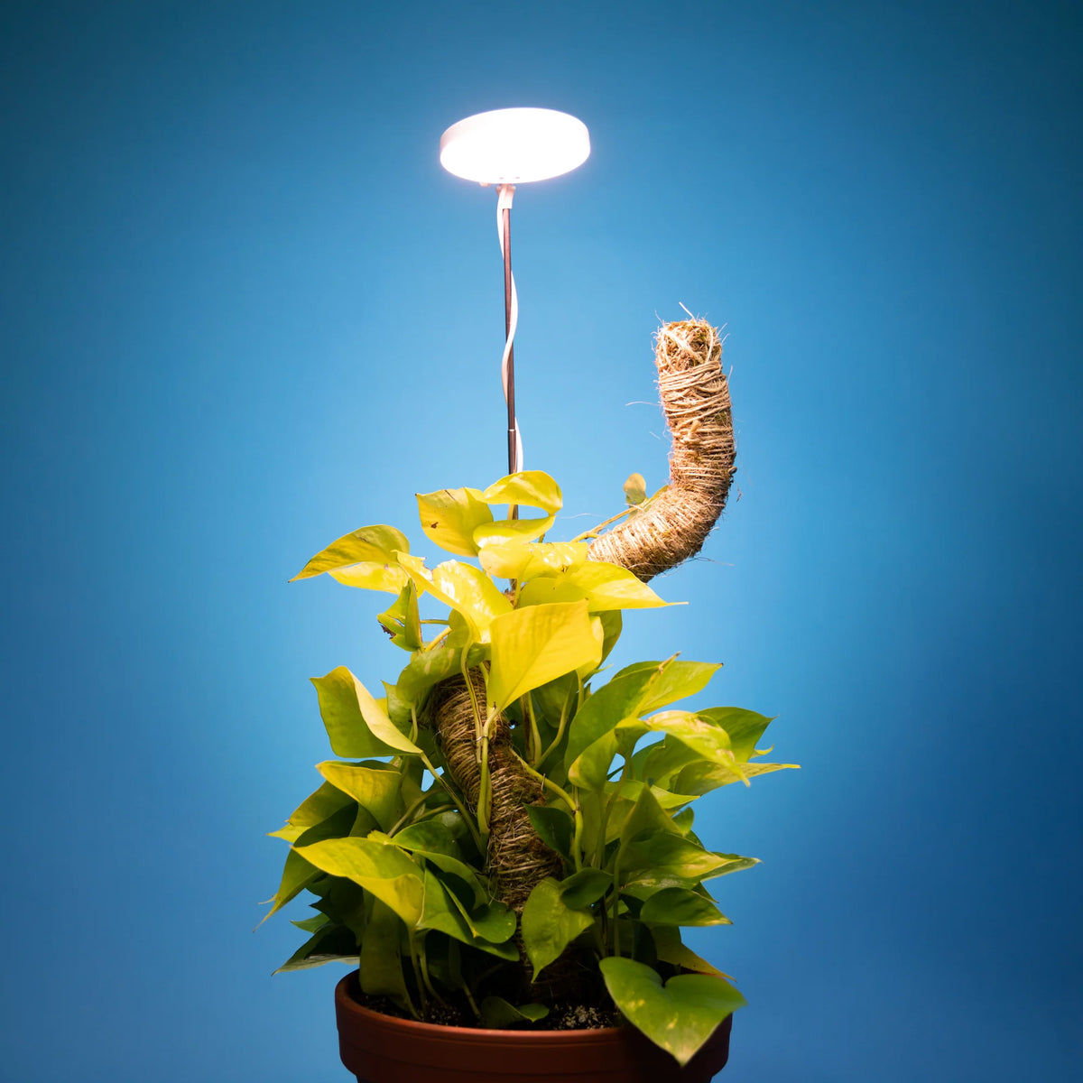 LED Grow Light | Adjustable Full-Spectrum & Dimmable | Automatic Timer