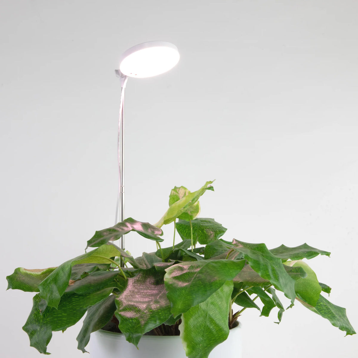 LED Grow Light | Adjustable Full-Spectrum & Dimmable | Automatic Timer