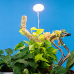 LED Grow Light | Adjustable Full-Spectrum & Dimmable | Automatic Timer