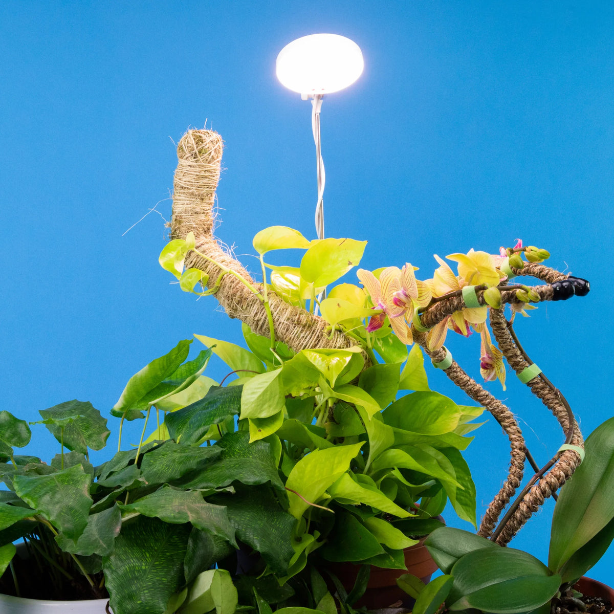 LED Grow Light | Adjustable Full-Spectrum & Dimmable | Automatic Timer