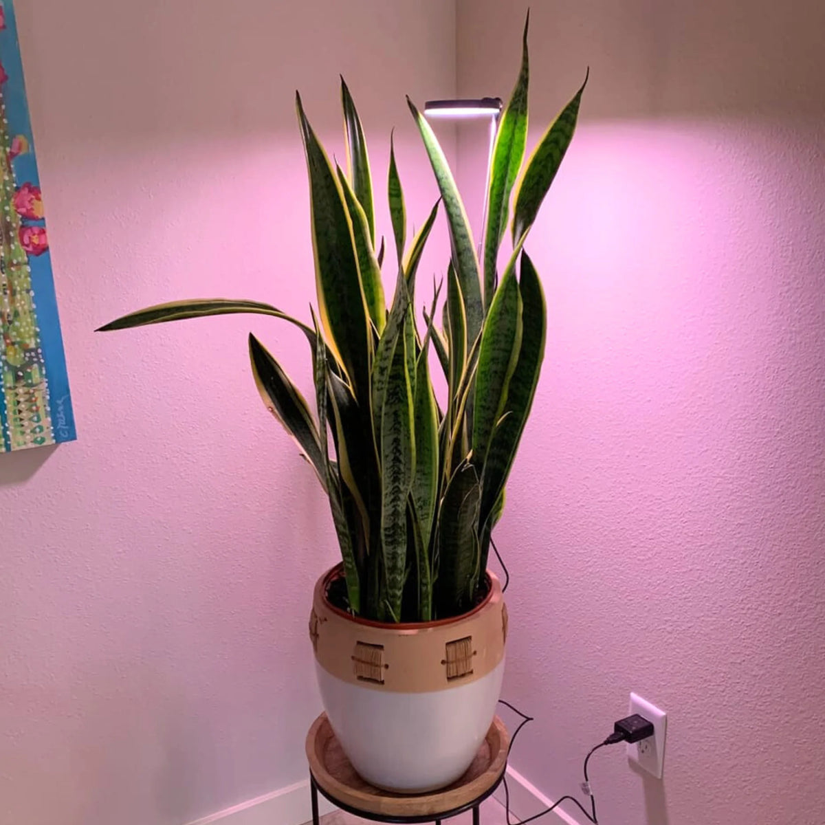 LED Grow Light | Adjustable Full-Spectrum & Dimmable | Automatic Timer