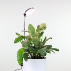 LED Grow Light | Adjustable Full-Spectrum & Dimmable | Automatic Timer