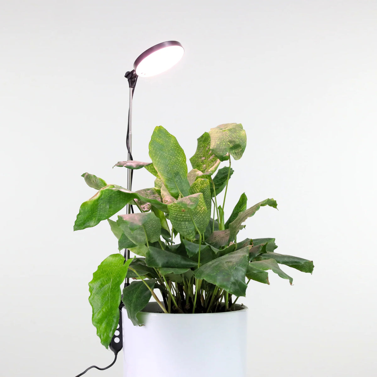 LED Grow Light | Adjustable Full-Spectrum & Dimmable | Automatic Timer