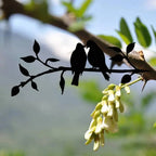 Metal Bird Silhouette | Matte Black Powder-Coated & Weatherproof