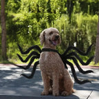Pet Costume | Realistic Spider Legs & Adjustable Fit