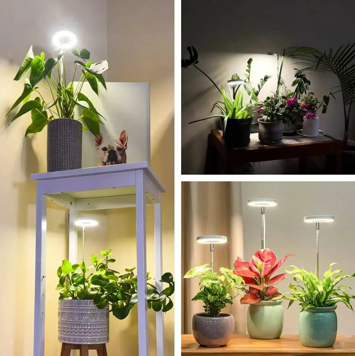 Indoor Plant Lamp | Full-Spectrum Grow Light | Timer & Dimming