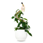 Plant Support Pole Set | Bendable Moss & Coir Poles | Flexible Design