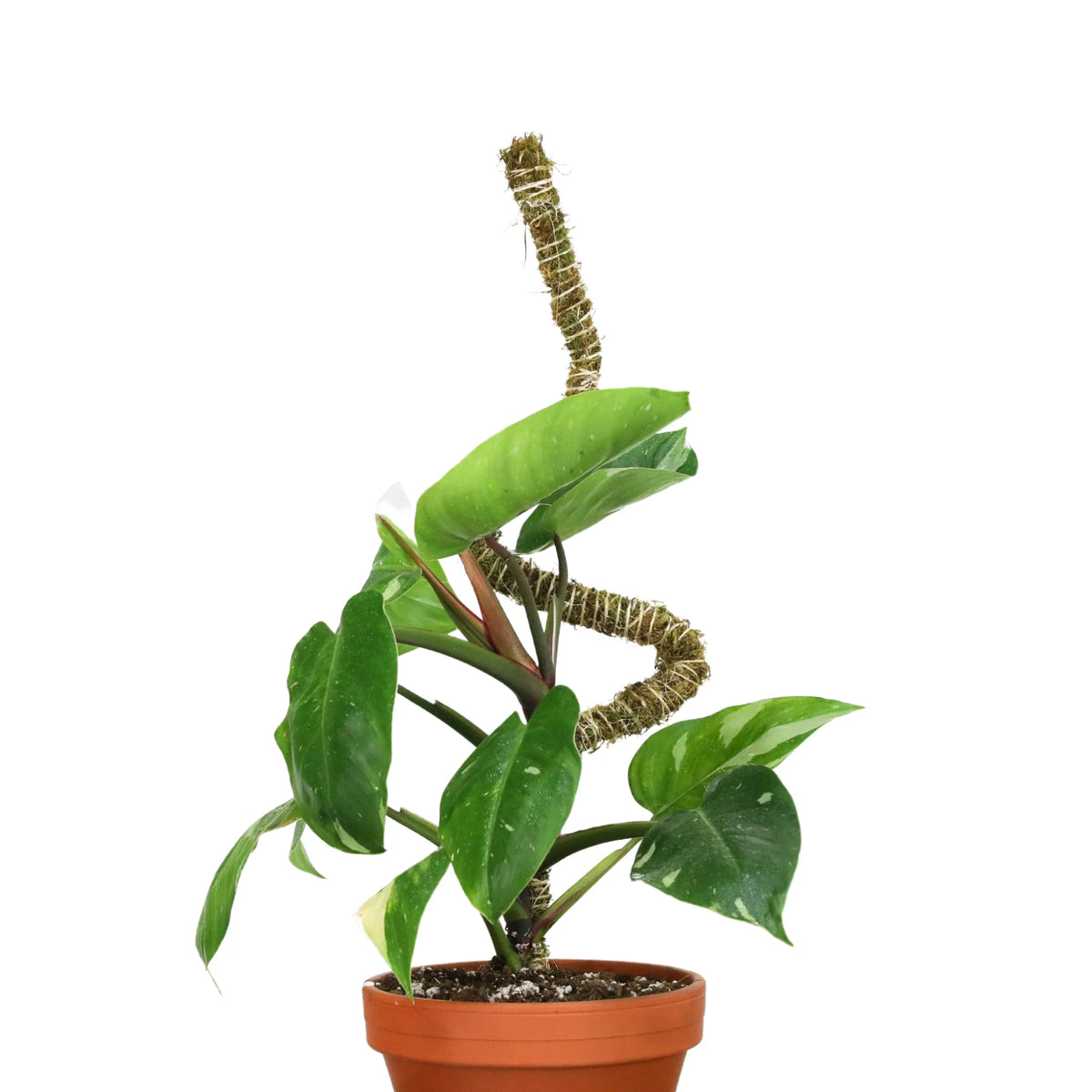 Plant Support Pole Set | Bendable Moss & Coir Poles | Flexible Design