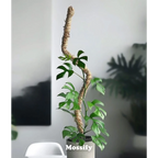 Plant Support Pole Set | Bendable Moss & Coir Poles | Flexible Design
