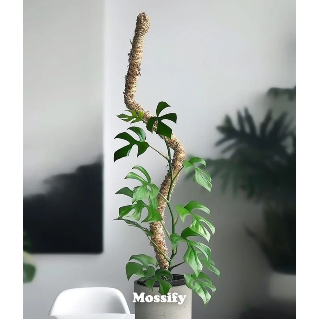 Plant Support Pole Set | Bendable Moss & Coir Poles | Flexible Design