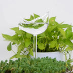 Plant Watering Device | Automatic Self-Watering & Transparent Glass | Approx. 15 cm
