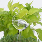 Plant Watering Device | Automatic Self-Watering & Transparent Glass | Approx. 15 cm