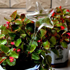 Plant Watering Device | Automatic Self-Watering & Transparent Glass | Approx. 15 cm