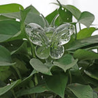 Plant Watering Device | Automatic Self-Watering & Transparent Glass | Approx. 15 cm