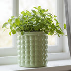 Hydroponic Flower Pot | Self-Watering System | 12 cm
