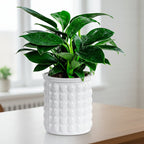 Hydroponic Flower Pot | Self-Watering System | 12 cm