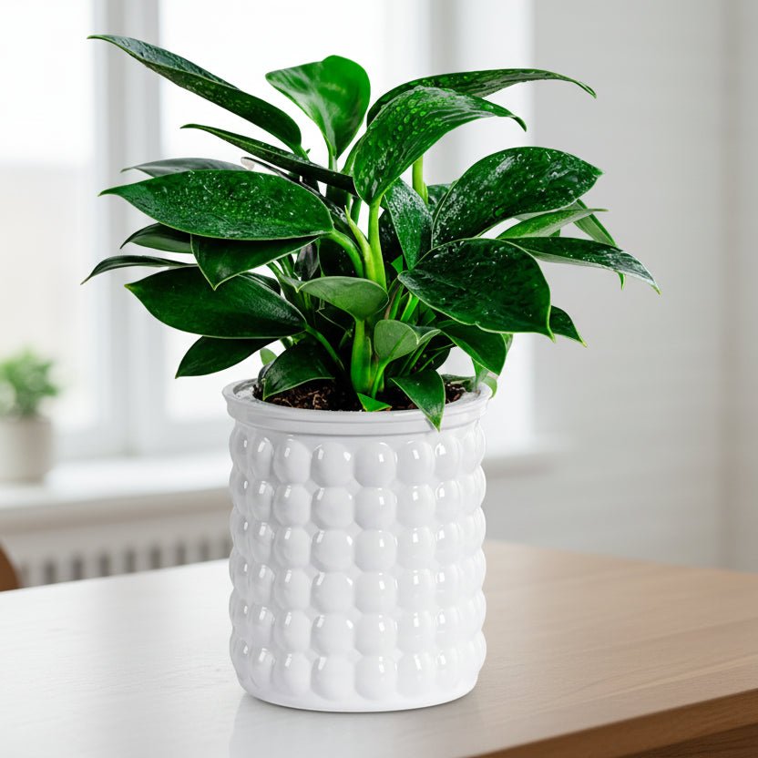 Hydroponic Flower Pot | Self-Watering System | 12 cm