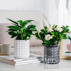 Hydroponic Flower Pot | Self-Watering System | 12 cm