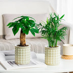 Hydroponic Flower Pot | Self-Watering System | 12 cm