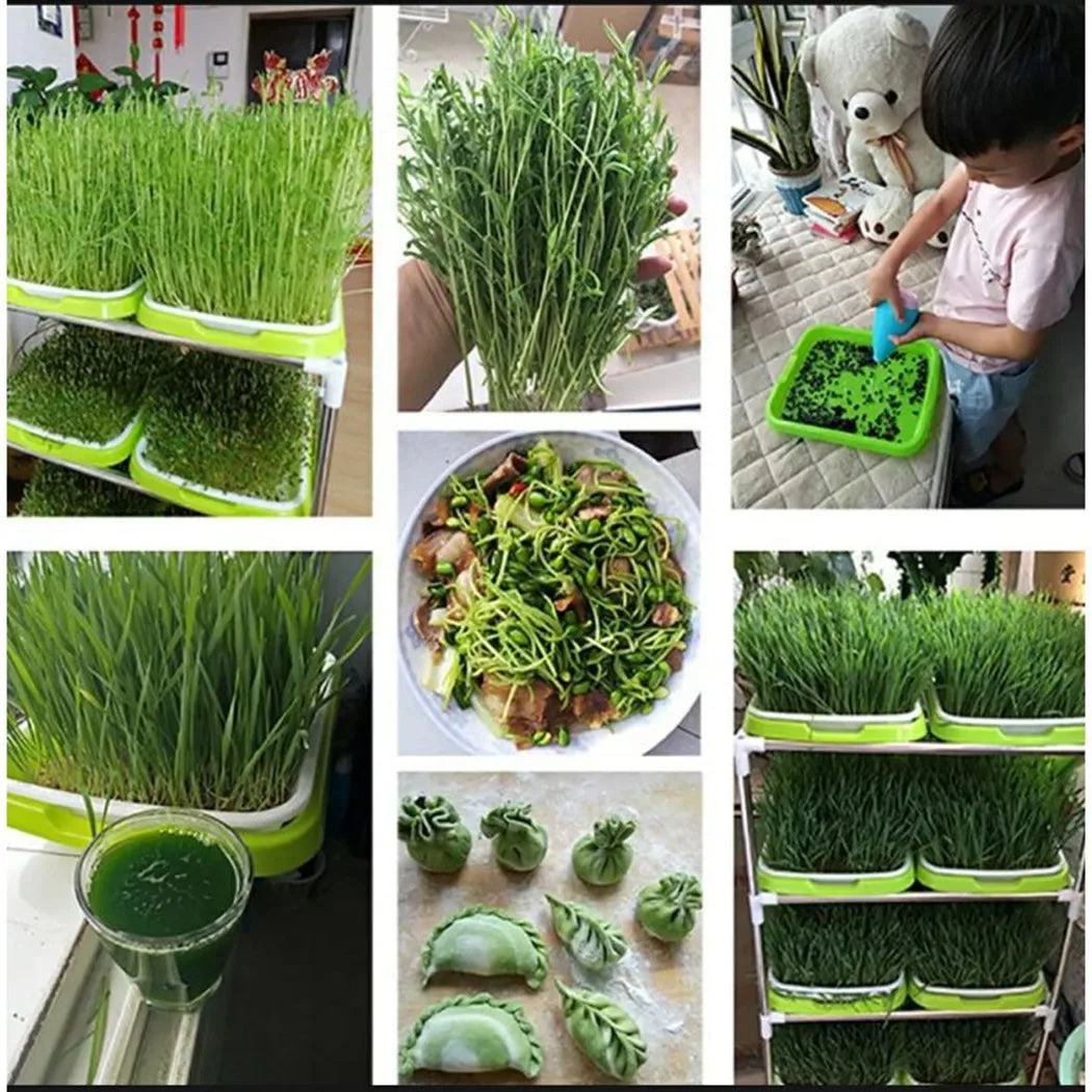 Sprouting Tray | 2-Layer Drainage System | BPA-Free & Space-Saving