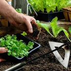 Weed Puller | Hollow Forged Manganese Steel Blade | 32.5 cm
